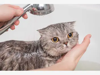 Ilustracja artykułu jak umyć kota? praktyczny poradnik kąpania małych i dorosłych kotów