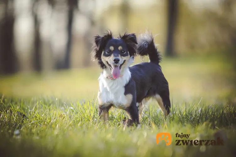 Zabawny czarno-biały pies kundel na zielonej trawie, a także opis, charakter, wymagania oraz porady dla właścicieli