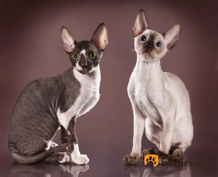 Koty CornishRex o białej i czarnej sierści, a także najlepsze rasy kotów, czyli TOP 10 ras kotów dla dzieci