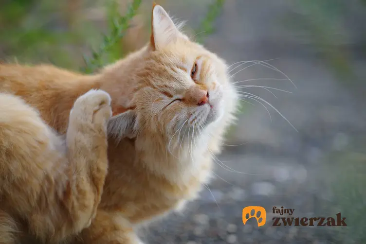 Kot drapiący się za uchem, a także choroby skóry u kota, ich rodzaje, zdjęcia, leczenie i zapobieganie