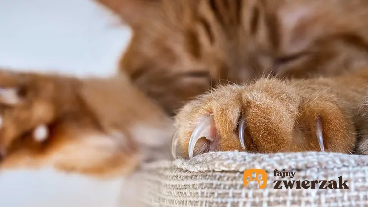 Pazurki kota o rudej sierści leżącego na kanapie, a także choroba kociego pazura, leczenie, powikłania i sposoby zarażenia