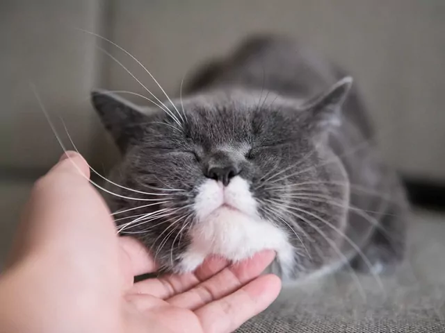 Groźne choroby od kotów