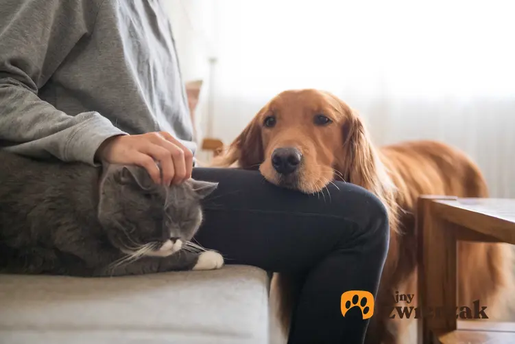 Pies przytulający się do właściciela, który głaszcze kota, a także jak przebiega socjalizacja psa krok po kroku z ludźmi i zwierzętami