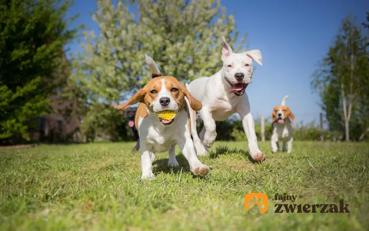 Psy bawiące się piłką w grupie, a także jak przebiega socjalizacja psa krok po kroku, oswajanie psa z innymi psami