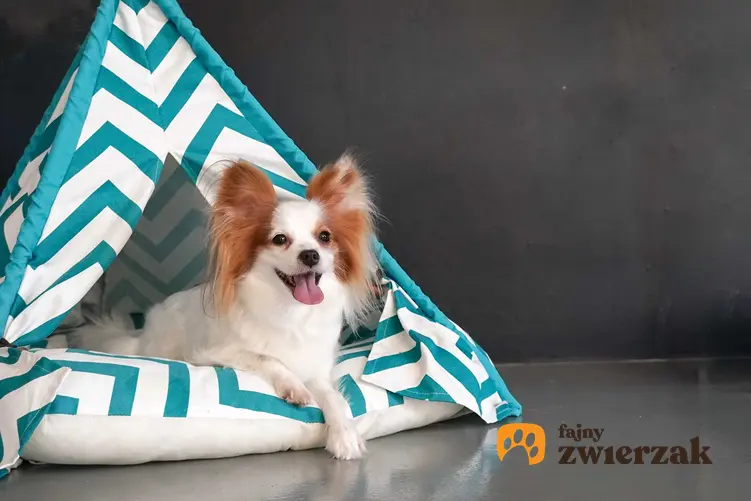 Mały piesek w namiocie dla psów, a także opis namiotów dla psa, modele, ceny oraz wymiary i zastosowanie