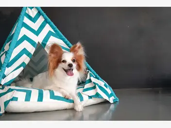 Ilustracja artykułu namiot dla psa – opis, modele, ceny, wymiary, zastosowanie, porady
