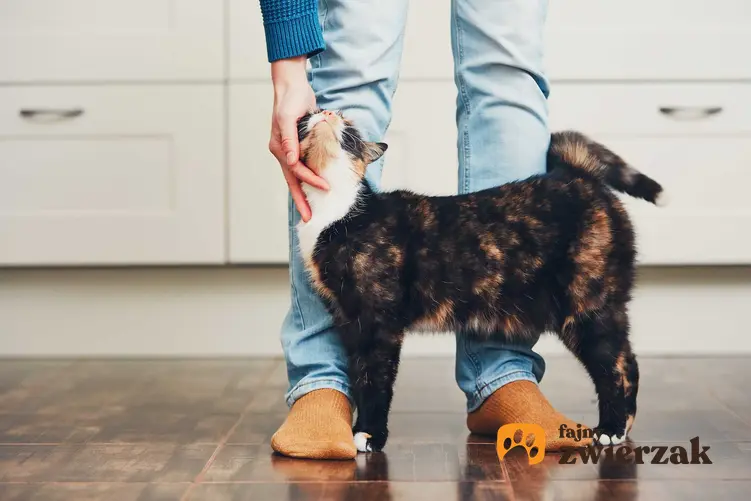 Kot ocierający się o nogi właściciela, a także informacje, jak kot okazuje miłość, zachowania kota, który kocha właściciela