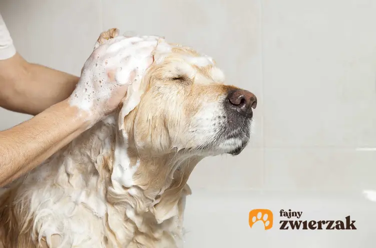 Pies lablador myty szamponem dla psów, a także informacje, jak często kąpać psa krok po kroku