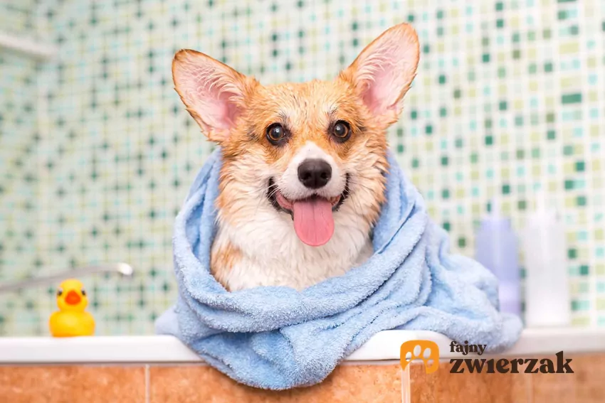 Welsh corgi zawinięty w ręcznik