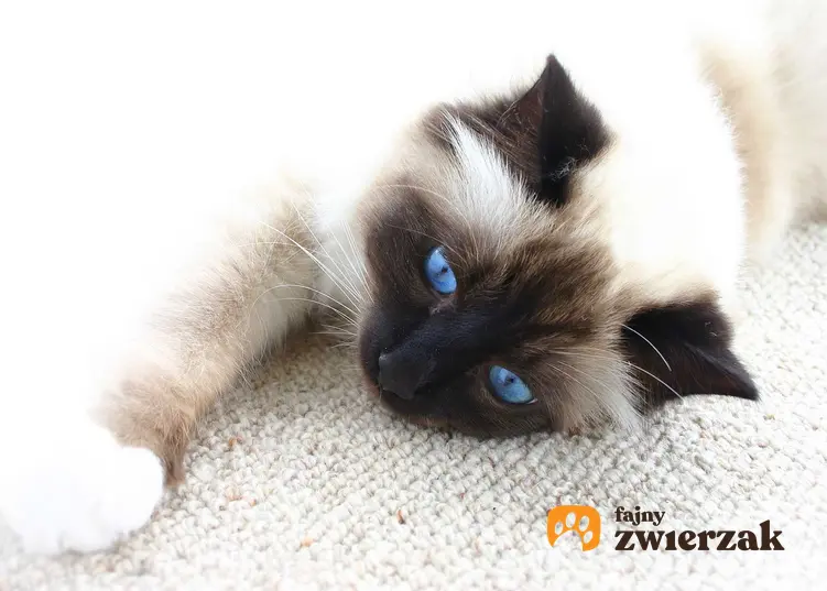 Kot syjam o białej sierści leżący na podłodze, a także opis rasy, usposobienie, pielęgnacja i porady