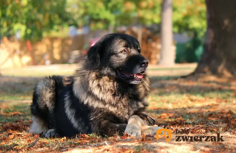 Pies Sarplaninac leżący na trawie w parku, a także charakterystyka rasy, usposobienie, wymagania oraz pielęgnacja i porady