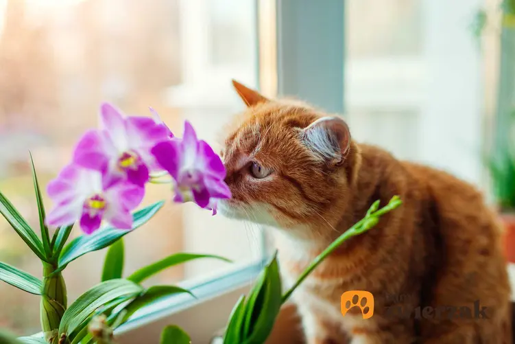 Kot na parapecie wąchający kwitnący storczyk falenopsis, a także 15 roślin bezpiecznych dla kota, najlese gatunki