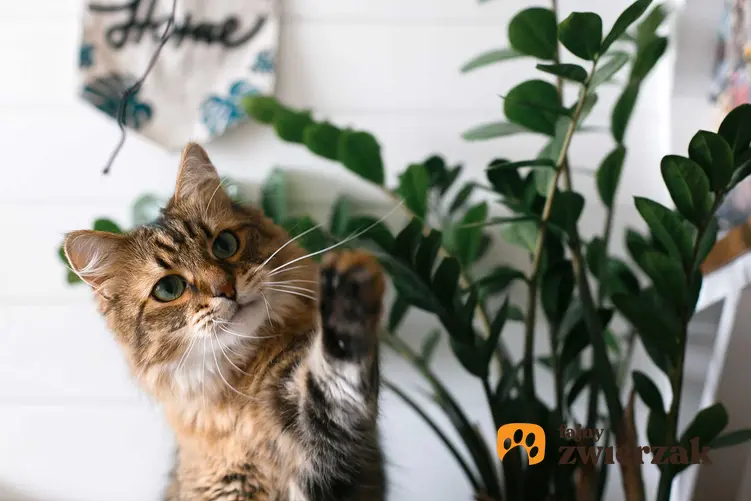 Kot bawiący się liściem zamiokulkasa, a także rośliny bezpieczne i szkodliwe dla kotów - TOP 15 bezpiecznych roślin