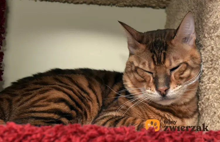 Kot rasy Toyger, czyli kot jak tygrys, śpiący na dywanie, a także usposobienie, opis, pielęgnacja i wymagania kotów Toyger