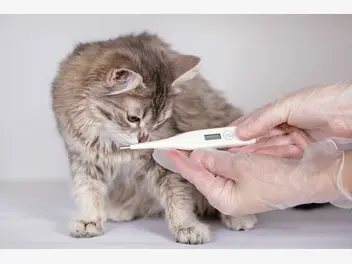 Ilustracja artykułu jaka jest prawidłowa temperatura kota? praktyczny poradnik