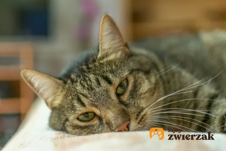 Chory kot leżący na łóżku z wysoką temperaturą, a także jaka jest prawidłowa temperatura u kota krok po kroku - praktyczne porady