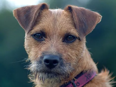 Patterdale Terrier - charakter i wymagania