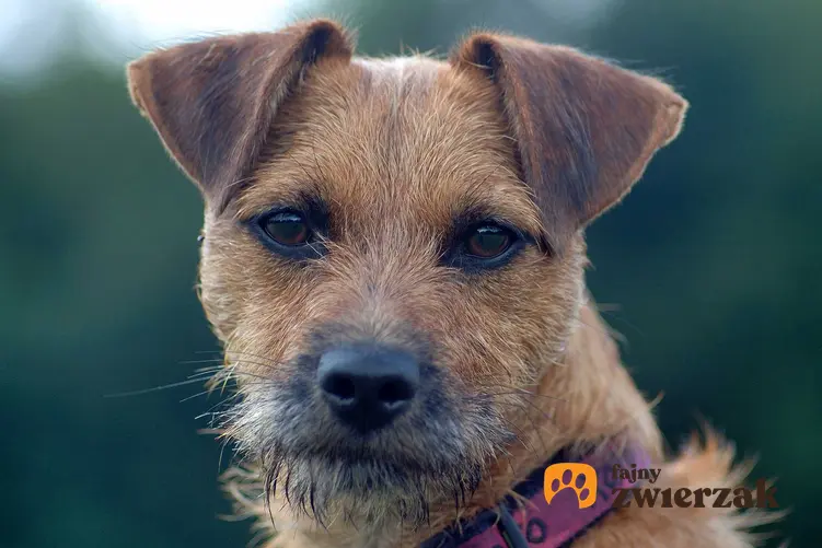 Pies rasy Patterdale Terrier o brązowych oczach i uszach, a także opis rasy, charakter i usposobienie oraz wymagania