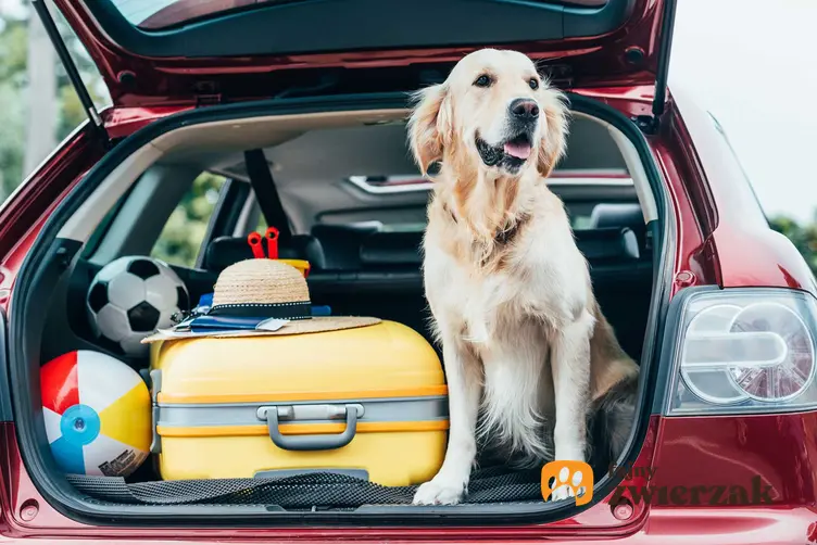 Golden Retriver siedzący w bagażniku samochodu, a także paszport dla psa krok po kroku