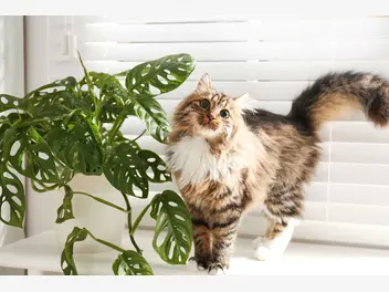 Ilustracja artykułu rośliny trujące dla kota – gatunki, występowanie, objawy zatrucia