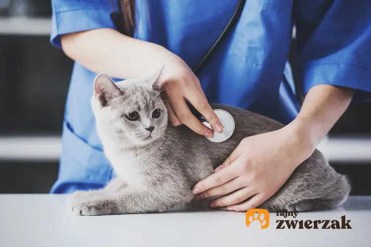 Kot u weterynarza podczas badania pracy serca, a także toksoplazmoza u kotów, leczenie, skutki, rozpoznawanie