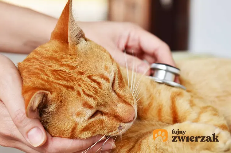 Kot u weterynarza leczony na zapalenie jelit, a także przyczyny choroby, problemy, objawy, leczenie, przebieg