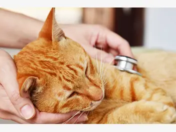 Ilustracja artykułu zakaźne zapalenie jelit u kota (fie) - przyczyny, objawy, leczenie, zapobieganie