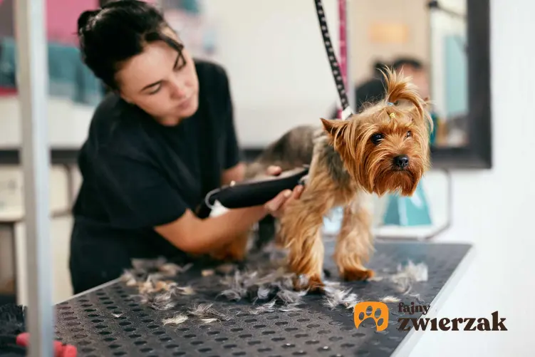 Trymowanie sierści psa trymerem w salonie groomera, a także trymery dla psa, ceny, rodzaje, sposób działania
