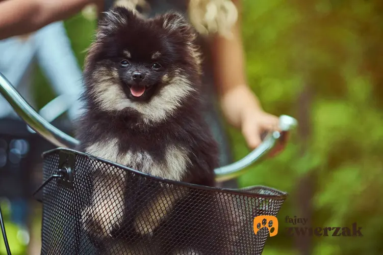 Mały szczeniak owczarka w koszyku dla psa na rower, a także opis, ceny, sposoby montażu koszyków dla psów