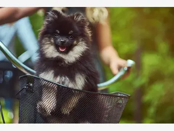 Ilustracja artykułu koszyk dla psa na rower - rodzaje, opis, ceny, sposoby montażu