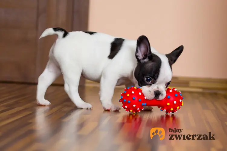 Pies bawiący się gryzakiem, a także polecane zabawki edukacyjne dla psa, ich rodzaje i ceny