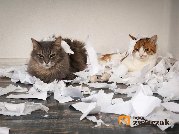 Dwa koty w poszarpanych kartkach papieru, a także wychowanie kota i jak wychować kota