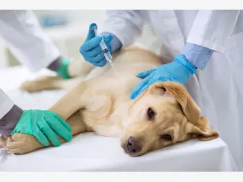 Ilustracja artykułu ile kosztuje uśpienie psa? zobacz, ile trzeba zapłacić u weterynarza