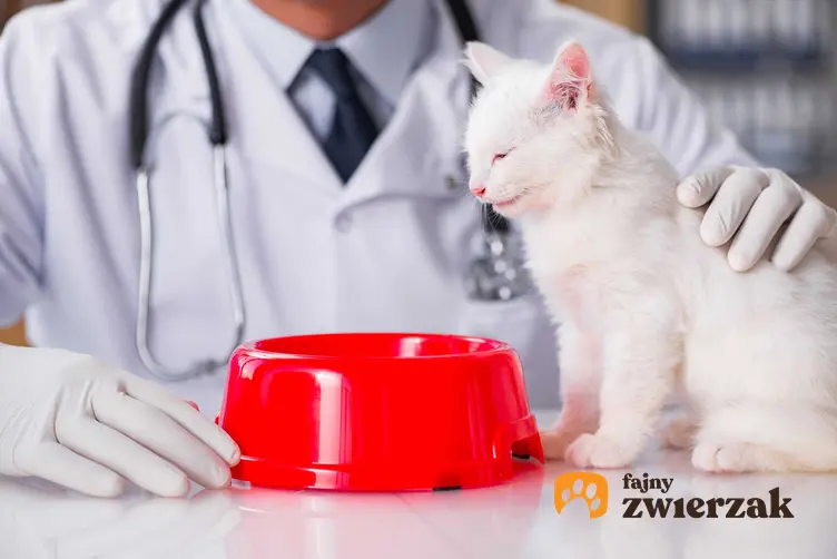Kot przy czerwonej misce w gabinecie u weterynarza, a także informacje, dlaczego kot nie chce jeść - 8 najczęstszych przyczyn