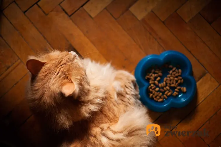 Kot siedzący przy misce z suchą karmą, a także dlaczego kot nie chce jeść - najczęstsze przyczyny, dlaczego koty nie chcą jeść