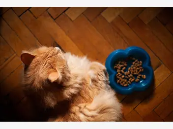 Ilustracja artykułu dlaczego kot nie chce jeść? oto 8 najczęstszych powodów braku apetytu