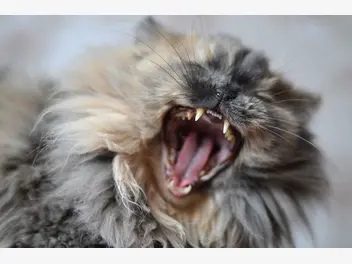 Ilustracja artykułu wścieklizna u kota – objawy, rozpoznanie, leczenie, porady