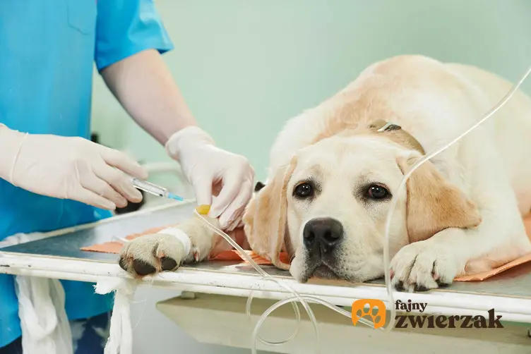 Pies u weterynarza podczas kroplówki, leczony z zespołu Cushinga, a także objawy i przebieg choroby u psów, diagnostyka, leczenie oraz powikłania