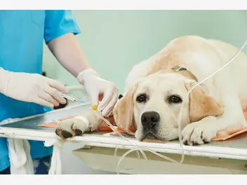 Ilustracja artykułu zespół cushinga u psa – objawy, diagnostyka, leczenie, powikłania