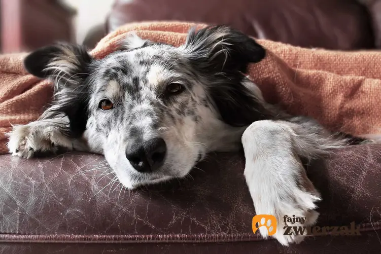 Starszy pies chory na zespół Cushinga, a także diagnostyka, leczenie choroby, powikłania, objawy choroby i leczenie