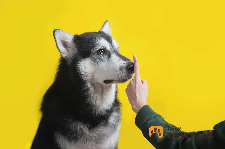 Pies Husky podczas pracy z behawiorystą z powodu częstego wycia, a także dlaczego pies wyje, 8 najczęstszych powodów wycia psa