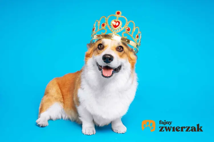 Pies corgi w koronie na niebieskim tle, a także ukochane psy królowej Elżbiety II, czyli corgi i inne psiaki należące do władczyni