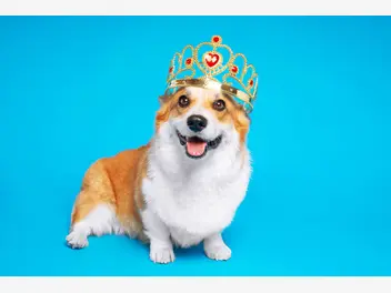 Ilustracja artykułu ukochane psy królowej elżbiety ii. oto lista ulubionych psów