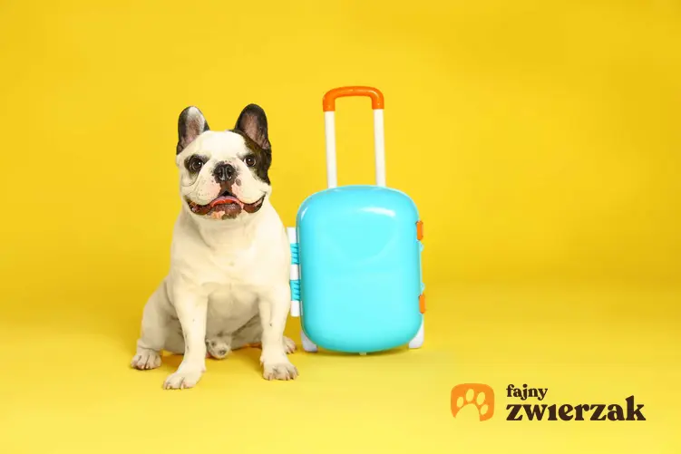 Pies buldog obok niewielkiej walizki w morskim kolorze, a także informacje o hotelach dla psów, najlepsze pomysły, wady i zalety