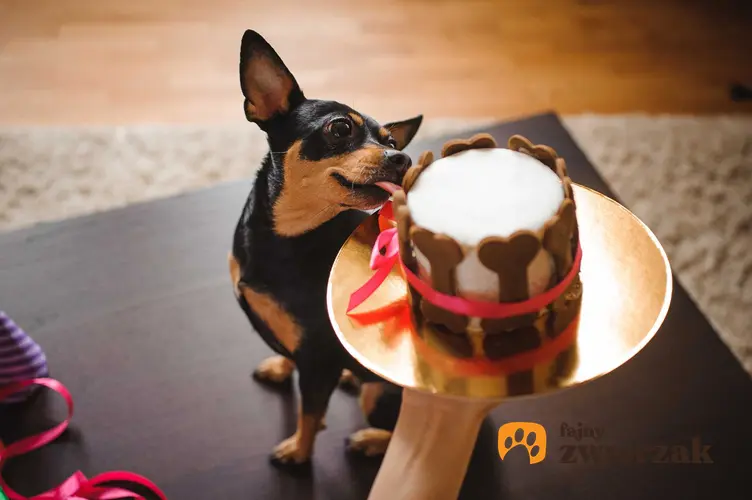 Pies ratlerek jedzący tort z kośćmi dla psów, a także informacje, z czego zrobić tort dla psa - najlepsze porady i pomysły