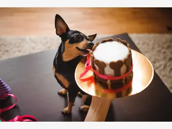 Ilustracja artykułu z czego zrobić tort dla psa? oto 3 najlepsze pomysły