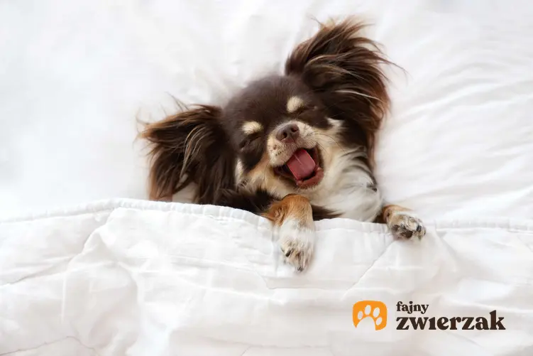 Mały pies śpiący w łóżku pod kołdrą, a także informacje, dlaczego pies chce spać w łóżku wraz z właścicielami krok po kroku