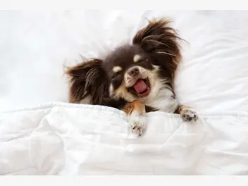 Ilustracja artykułu dlaczego pies chce spać w łóżku? wyjaśniamy, jak go tego oduczyć