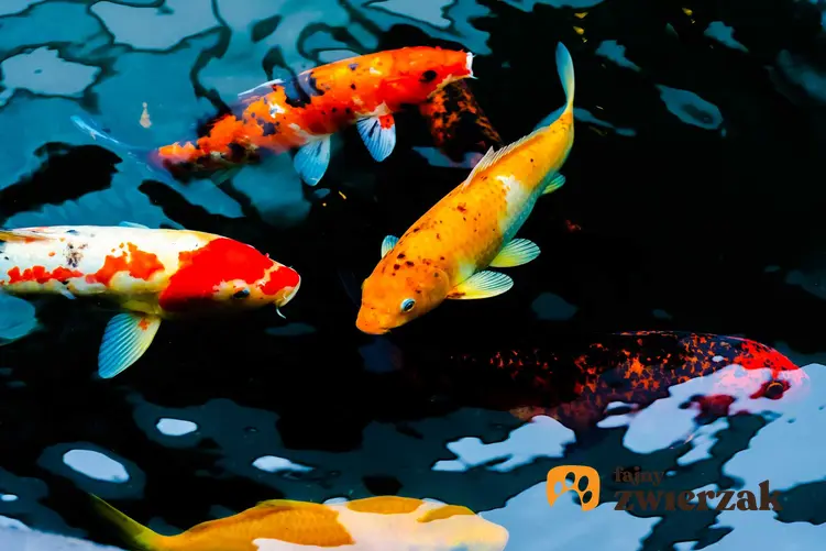 Kolorowe karpie Koi pływające w oczku wodnym, a także żywienie ryb Koi, rozmnażanie, wymagania i pielęgnacja