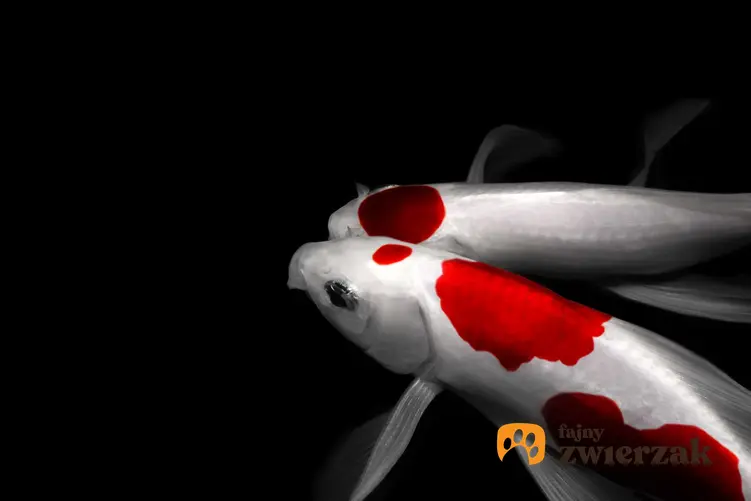 Dwa biało-czerwone karpie japońskie (Koi Fish) pływające w oczku wodnym, a także informacje oraz wymagania rybek